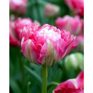 Củ tulip kép Double Suger