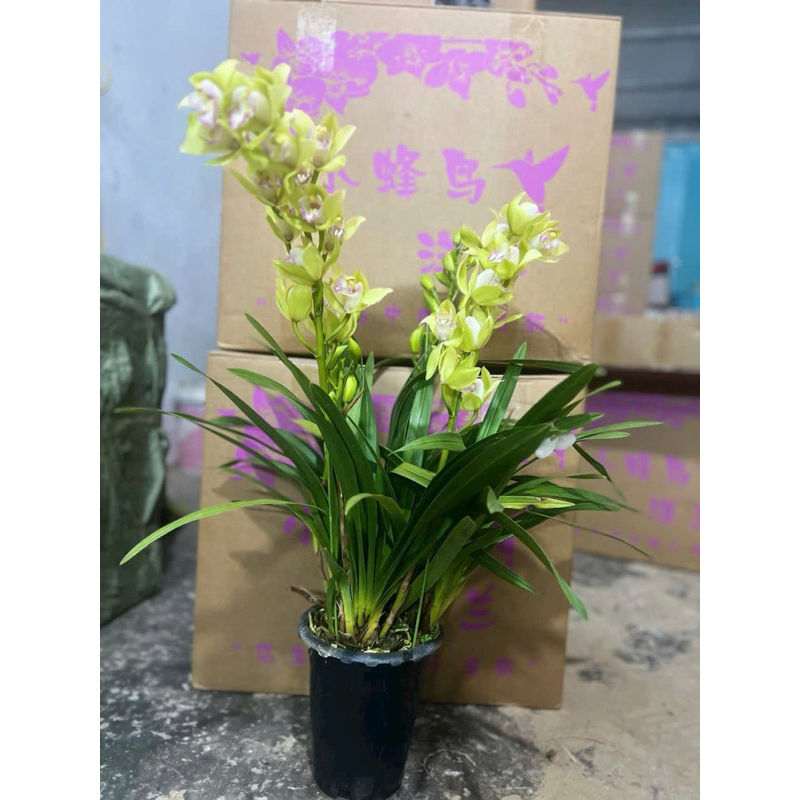 ĐỊA LAN SATO (cây sẫn hoa ) ảnh thât cây gui khách