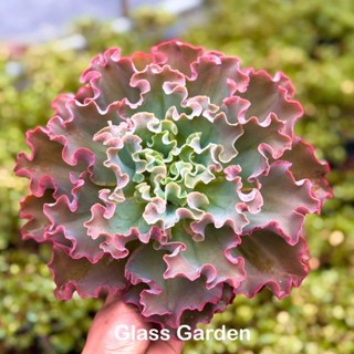 Sen đá Bắp Cải xoăn GLASS GARDEN, chậu lớn 15cm, Khỏe, dễ trồng - Thuần khí hậu Đà Lạt