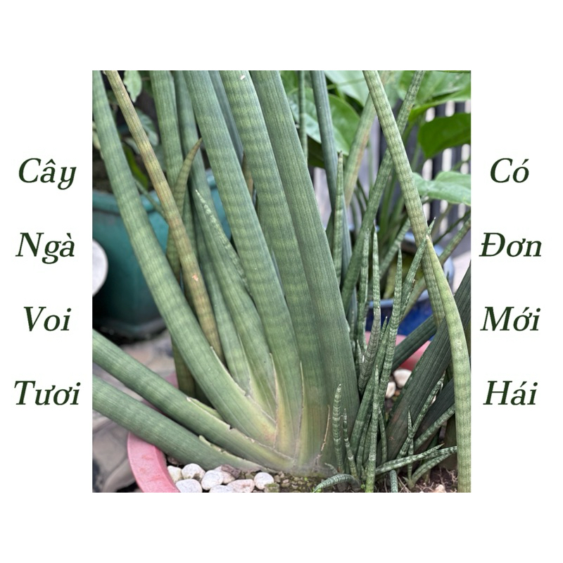 1kg Cây Ngải Ngà, Nanh He.o, Lưỡi Hổ trụ, Lưỡi Cọp trụ (Hàng tươi)