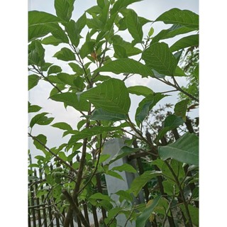 100g lá sung sấy khô không lẫn cành