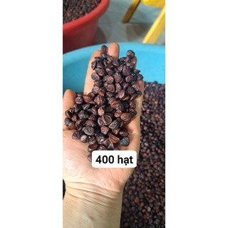 HẠT DỔI NẾP CHUẨN RỪNG 10 HẠT TO
