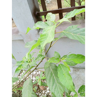 1kg thân lá cây sung sấy khô