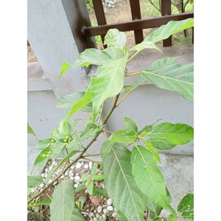 1KG thân Lá cây sung sấy khô