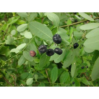 1kg cây phèn đen ( cỏ mực ) sấy khô