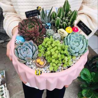 Tiểu Cảnh Trang Trí Chậu Cây