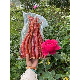 sâm cau đỏ rừng Tây Bắc rửa sạch hút chân không đóng túi 1kg