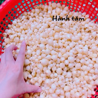 [Củ to] Hành tăm (củ nén) nghệ an đạt tiêu chuẩn chất lượng O COP và người tiêu dùng bầu chọn.