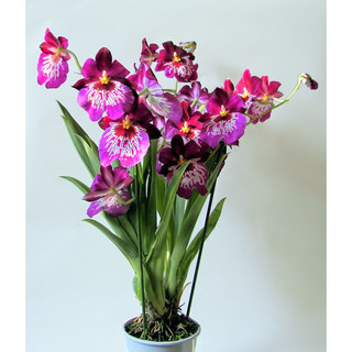 VŨ NỮ MILTONIA