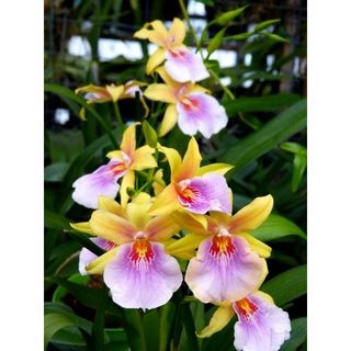 VŨ NỮ MILTONIA