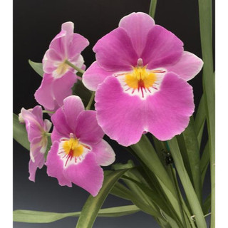 VŨ NỮ MILTONIA