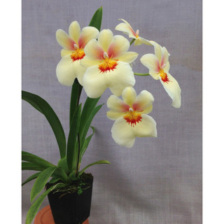 VŨ NỮ MILTONIA