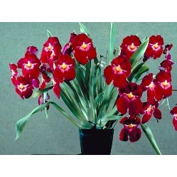VŨ NỮ MILTONIA