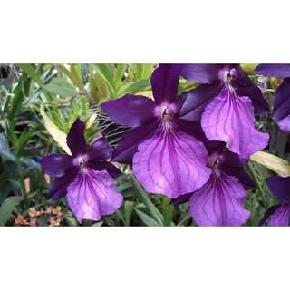 VŨ NỮ MILTONIA