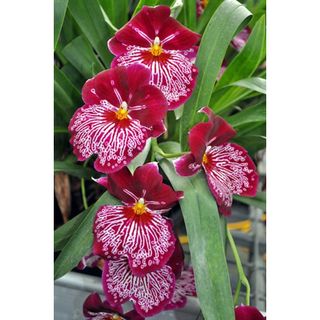 VŨ NỮ MILTONIA