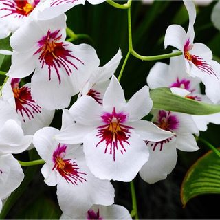 VŨ NỮ MILTONIA