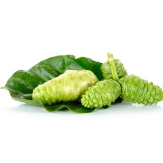 [Hàng công ty] Bột rễ nhàu nguyên chất - TaPhaCo