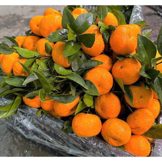 💥1KG QUÝT THÁI TƯƠI NGON, NGỌT THƠM CHUA NHẸ