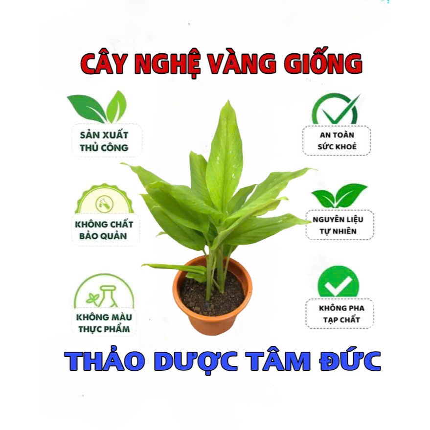 1 nhánh Cây Nghệ Vàng Giống Về Trồng