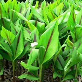 1 nhánh Cây Nghệ Vàng Giống Về Trồng