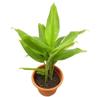 1 nhánh Cây Nghệ Vàng Giống Về Trồng