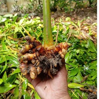 1 nhánh Cây Nghệ Vàng Giống Về Trồng