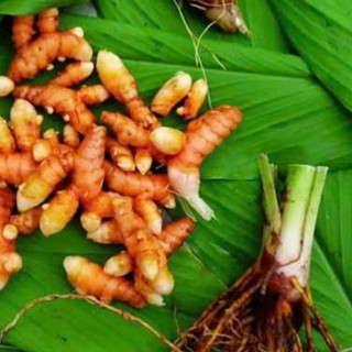 1 nhánh Cây Nghệ Vàng Giống Về Trồng