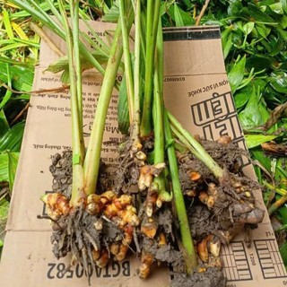 1 nhánh Cây Nghệ Vàng Giống Về Trồng