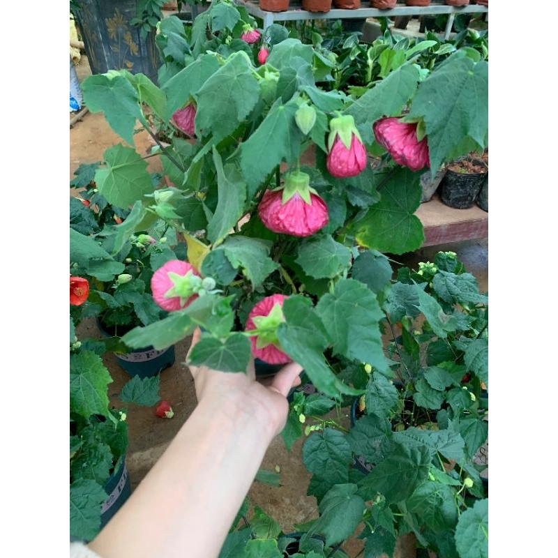 lồng đèn mỹ - dâm bụt lồng đèn (100% ảnh thật cây đang nụ và hoa)