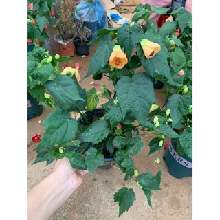 lồng đèn mỹ - dâm bụt lồng đèn (100% ảnh thật cây đang nụ và hoa)