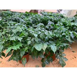 cây hạnh phúc  (100% ảnh thật)
