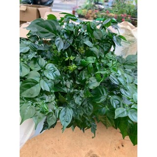 cây hạnh phúc  (100% ảnh thật)