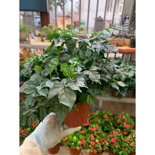 cây hạnh phúc  (100% ảnh thật)
