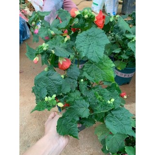 lồng đèn mỹ - dâm bụt lồng đèn (100% ảnh thật cây đang nụ và hoa)