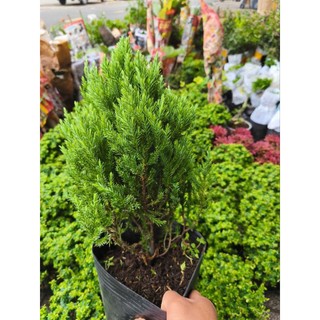 Chậu cây tùng xanh (cây sơn tùng)