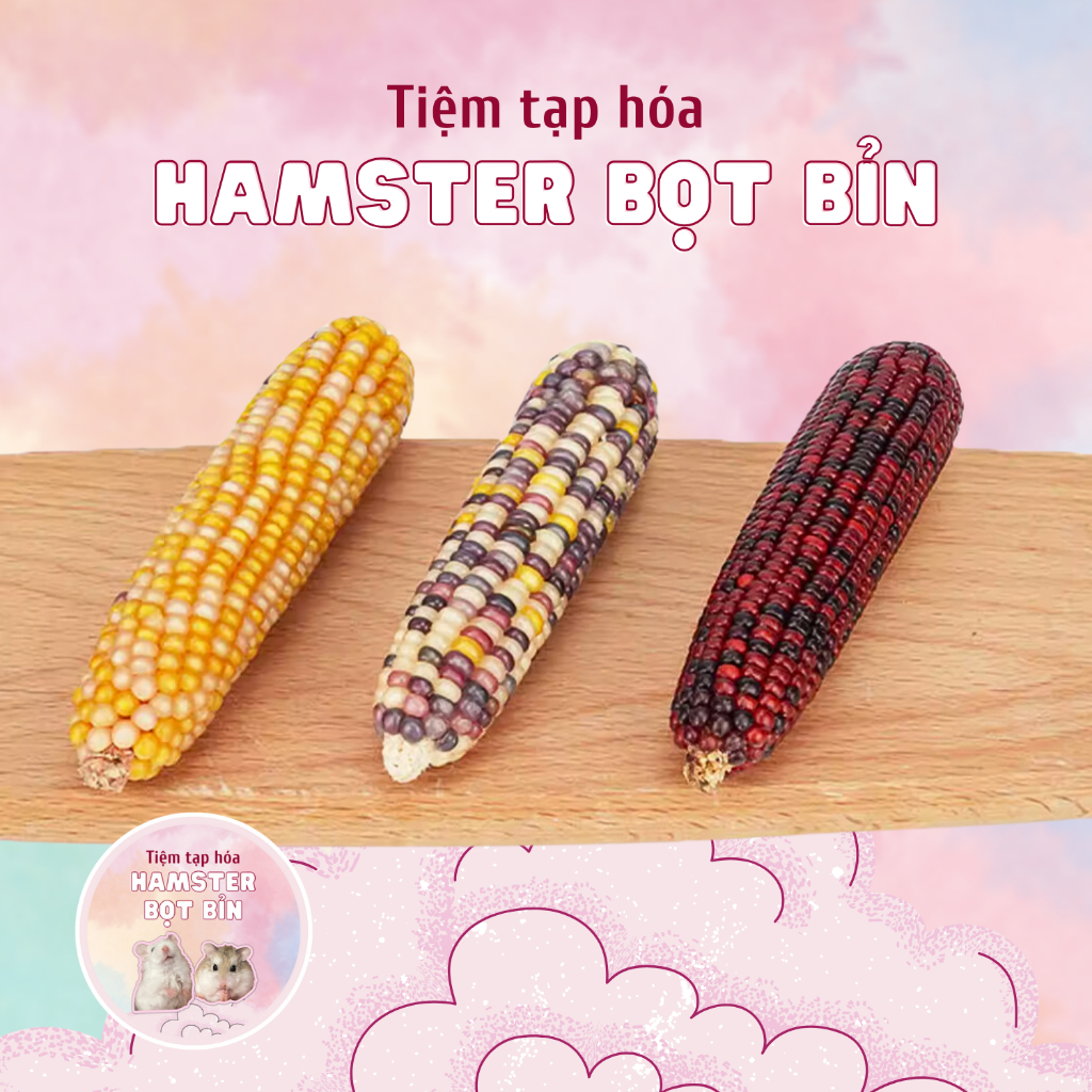 Bắp mài răng Gjgjo, ngô mài răng GJGJO nguyên trái dành cho hamster, thú nhỏ