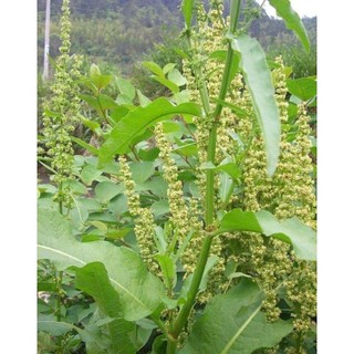 100g cây chút chít sấy khô