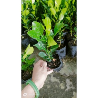 Cây chanh thái. cây chúc 20k. "đã bật hoả tốc"