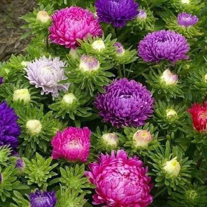 1 Lạng hạt cúc mazic -cúc đại đoá  nhiều màu