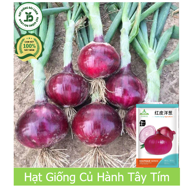 Hạt giống củ hành tây tím
