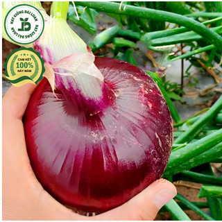 Hạt giống củ hành tây tím