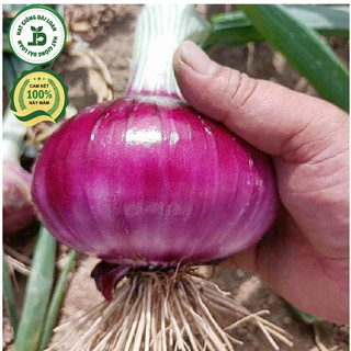 Hạt giống củ hành tây tím