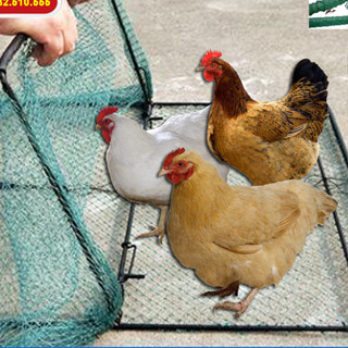 Mẹt Vuông Lồng Bẫy Chim , Gà , Bìm Bịp , Cò Quốc , Cút Rừng