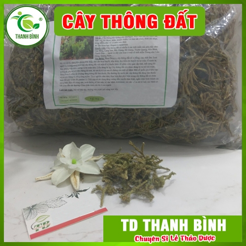 Cây Thông Đất (Râu rồng) 1Kg - Đông Y Thanh Bình