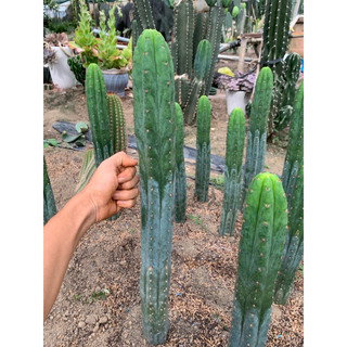 xương rồng trụ San Predro (pachanoi) chuẩn giống size lớn (40-50cm)