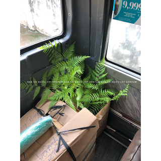 Chậu mềm CIBOTIUM BAROMETZ ( CULI, CẨU TÍCH )