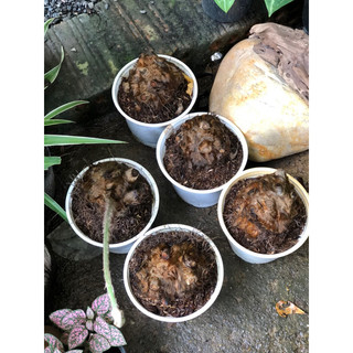 Chậu mềm CIBOTIUM BAROMETZ ( CULI, CẨU TÍCH )