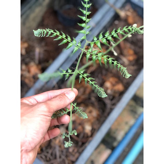 Chậu mềm CIBOTIUM BAROMETZ ( CULI, CẨU TÍCH )