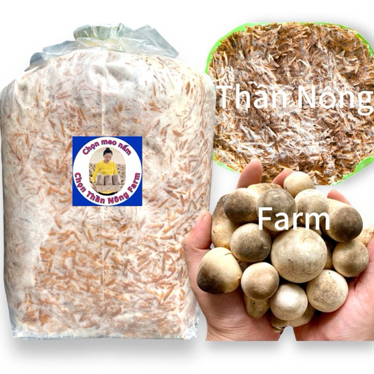 Meo nấm rơm Thần Nông 550g + TẶNG QUY TRÌNH TRỒNG NẤM