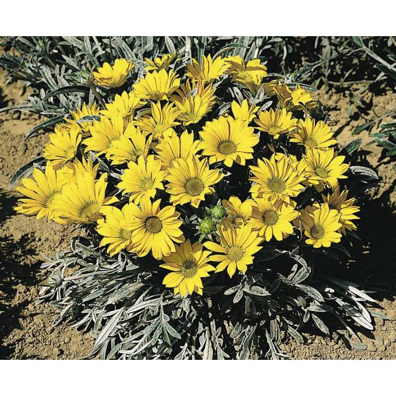 1000.HẠT Hạt Giống Hoa Cúc Huân Chương Talent Vàng Chanh F1Pro (| -KD: B16*V22)